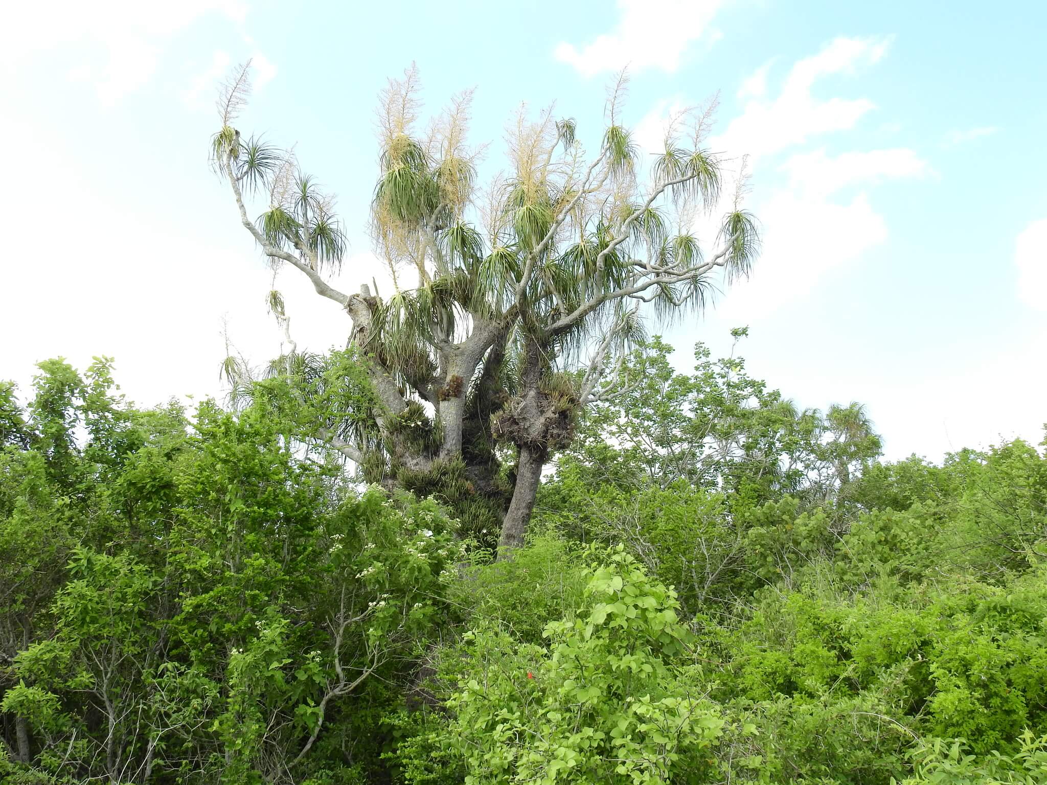 Beaucarnea recurvata
